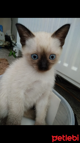 Siyam Kedisi, Kedi  Tarçın fotoğrafı