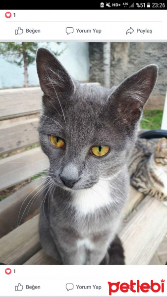 Sibirya Kedisi, Kedi  Duman fotoğrafı
