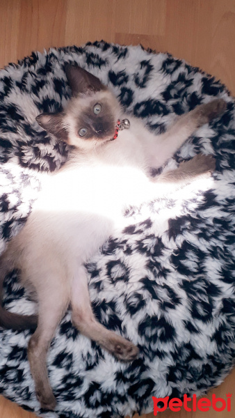 Siyam Kedisi, Kedi  Sakız fotoğrafı