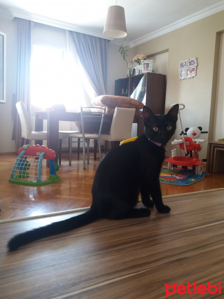 Bombay, Kedi  Kömür fotoğrafı