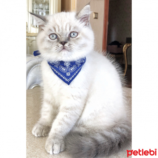 British Shorthair, Kedi  FİDEL fotoğrafı