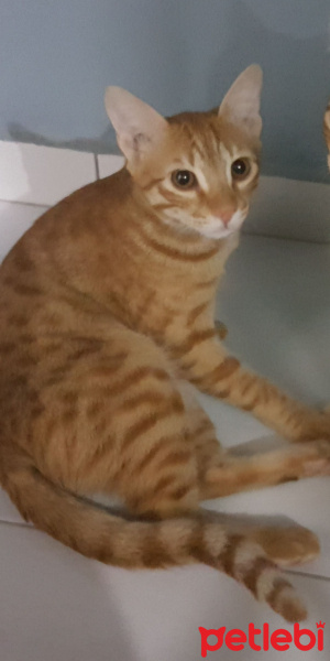 Tekir Kedi, Kedi  Efes fotoğrafı