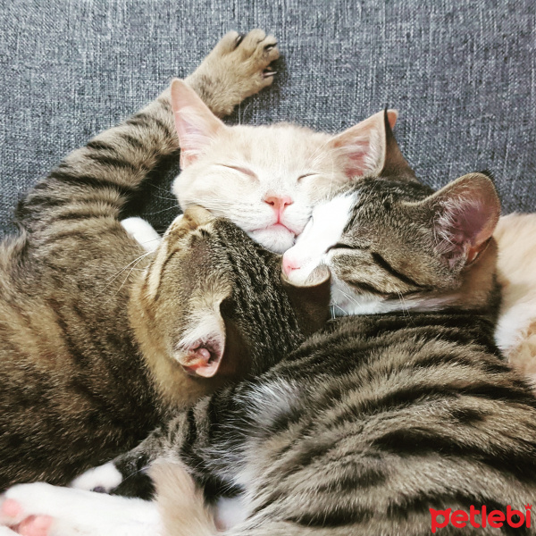 Tekir Kedi, Kedi  Aşk fotoğrafı