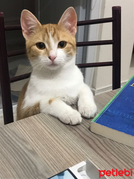 Tekir Kedi, Kedi  Lucy fotoğrafı