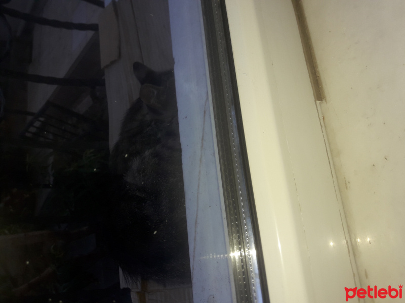 Tekir Kedi, Kedi  Minos fotoğrafı