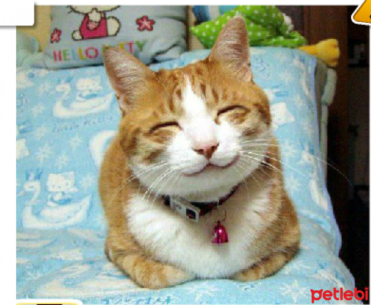 Van Kedisi, Kedi  minak fotoğrafı
