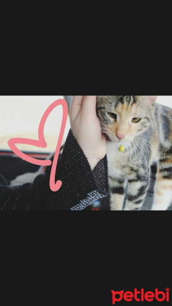 Tekir Kedi, Kedi  Biricik fotoğrafı