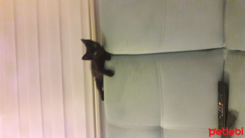 Soke, Kedi  Zilli henuz 1 bucuk aylik bi tospaa fotoğrafı