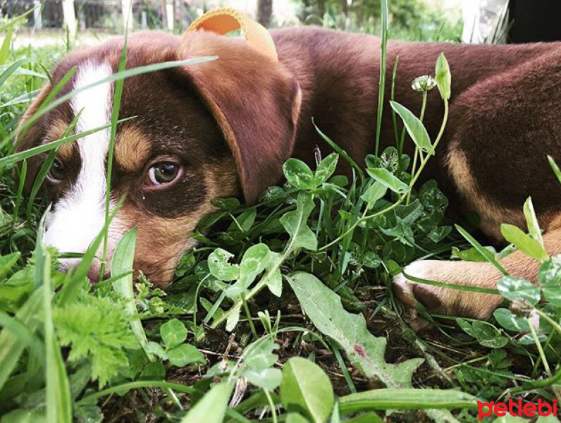 Beagle, Köpek  milo fotoğrafı