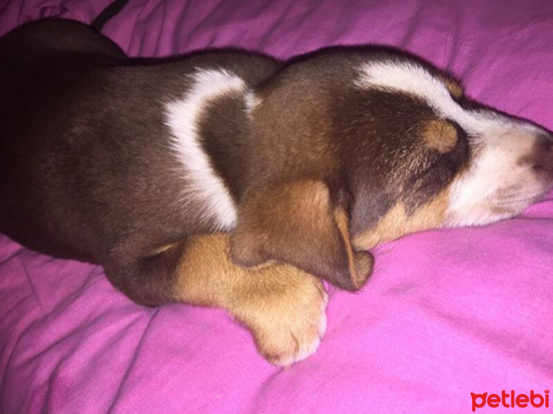 Beagle, Köpek  milo fotoğrafı