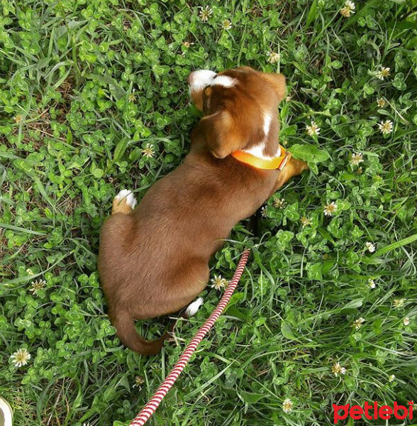 Beagle, Köpek  milo fotoğrafı