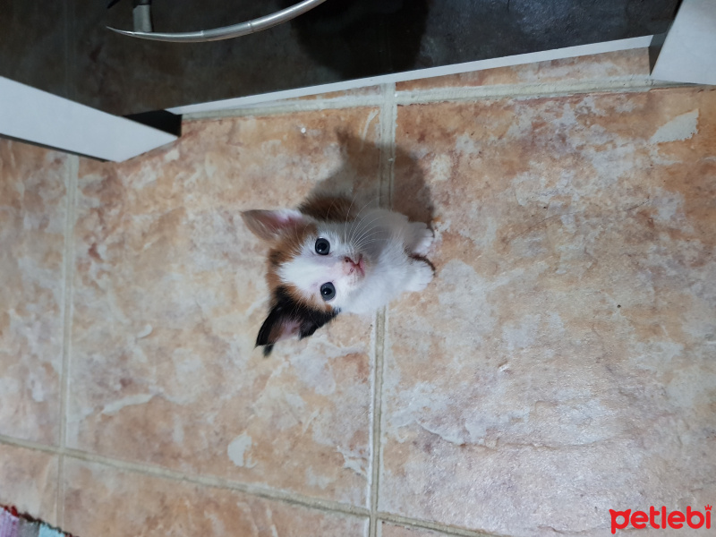 Tekir Kedi, Kedi  Adi yok fotoğrafı
