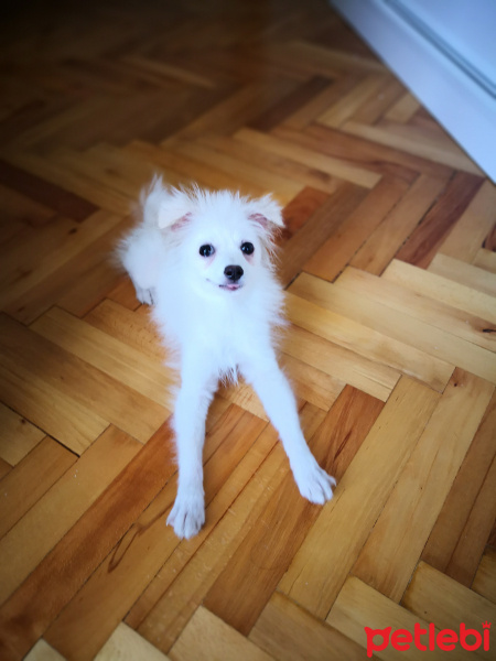 Pomeranyalı, Köpek  Köpük fotoğrafı