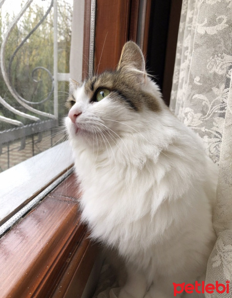 Tekir Kedi, Kedi  Lokum fotoğrafı