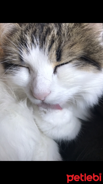Tekir Kedi, Kedi  Lokum fotoğrafı