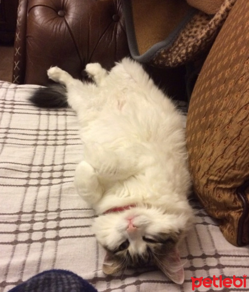 Tekir Kedi, Kedi  Lokum fotoğrafı