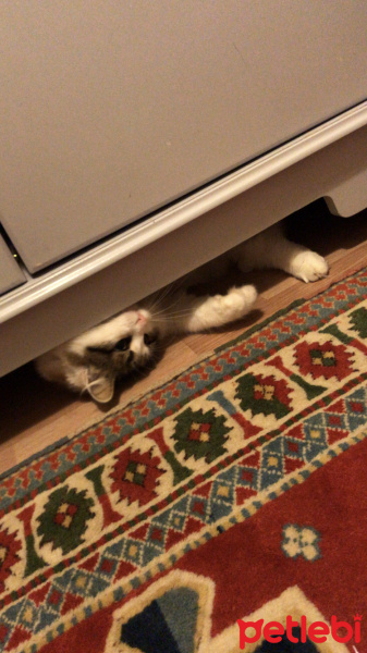 Tekir Kedi, Kedi  Lokum fotoğrafı