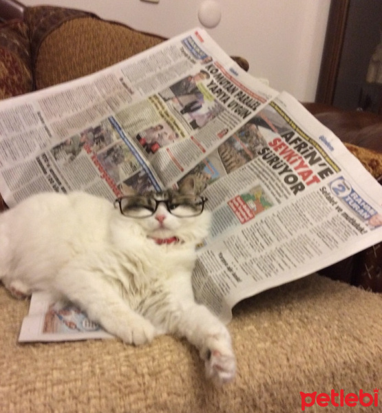 Tekir Kedi, Kedi  Lokum fotoğrafı