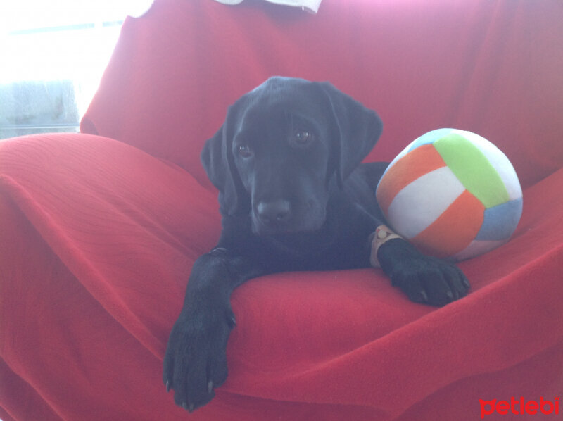 Labrador Retriever, Köpek  Artur fotoğrafı