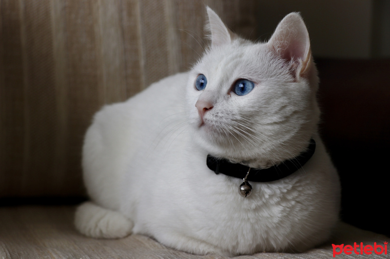 Van Kedisi, Kedi  neşe fotoğrafı
