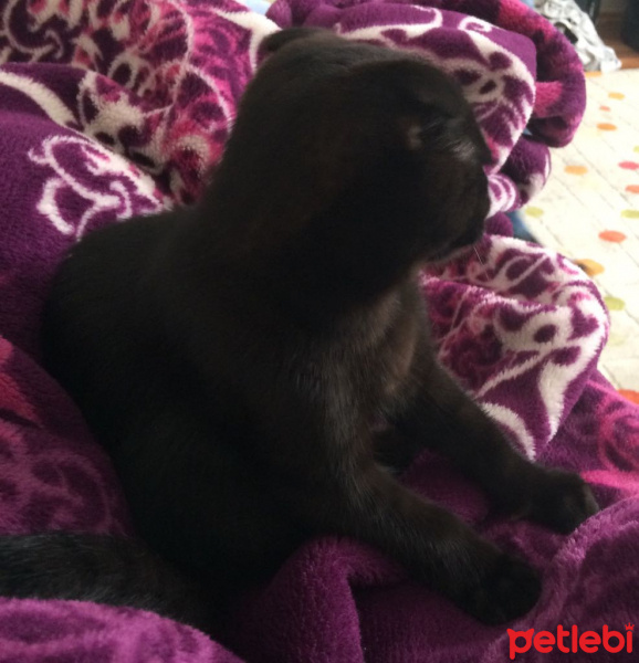 Scottish Fold, Kedi  GOMİS fotoğrafı