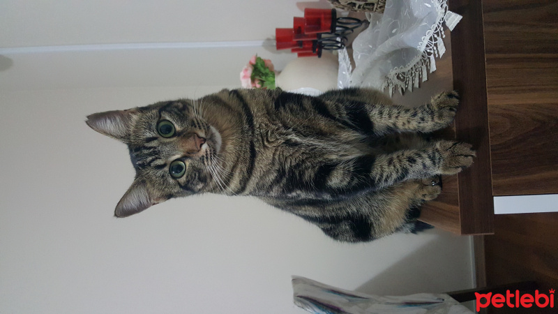 Tekir Kedi, Kedi  CİNCON fotoğrafı