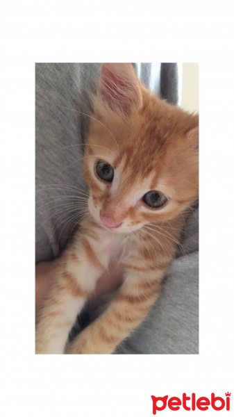 Tekir Kedi, Kedi  Balım fotoğrafı