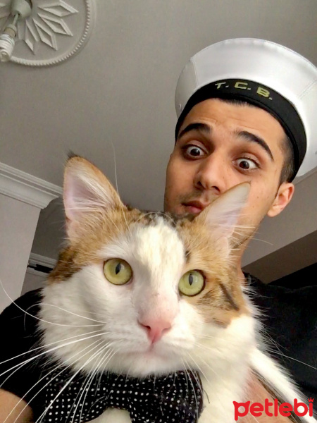 American Keuda, Kedi  Pofidik fotoğrafı