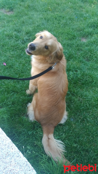 Golden Retriever, Köpek  Tarçın fotoğrafı