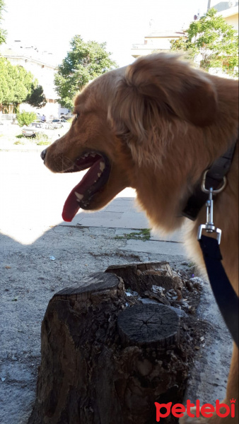 Golden Retriever, Köpek  Tarçın fotoğrafı