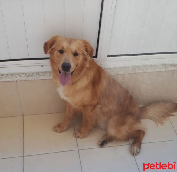 Golden Retriever, Köpek  Tarçın fotoğrafı