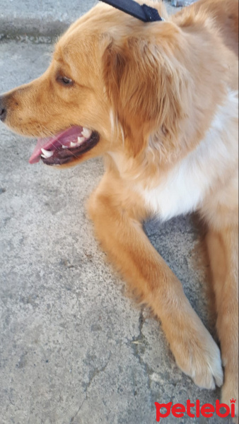 Golden Retriever, Köpek  Tarçın fotoğrafı