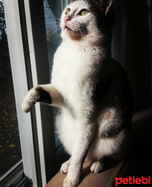 Tekir Kedi, Kedi  Minnik fotoğrafı