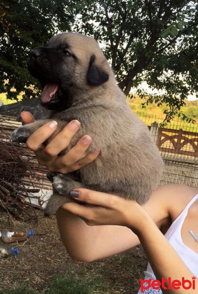 Tekir Kedi, Kedi  Maymun fotoğrafı