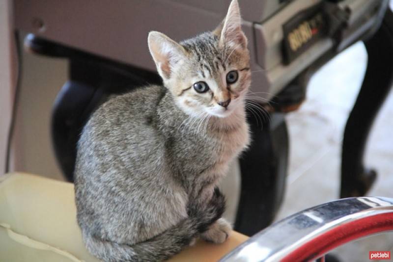 Tekir Kedi, Kedi  Adımı sen koy fotoğrafı