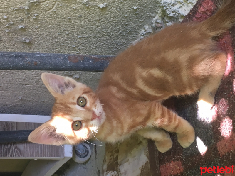 Tekir Kedi, Kedi  Vicdan fotoğrafı