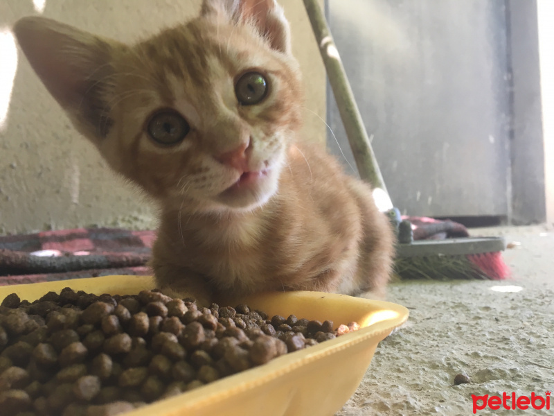 Tekir Kedi, Kedi  Vicdan fotoğrafı