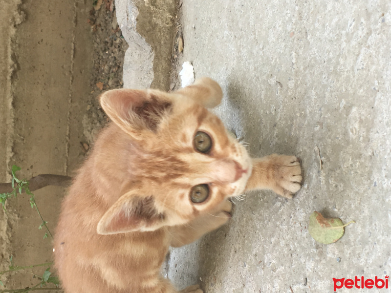 Tekir Kedi, Kedi  Vicdan fotoğrafı