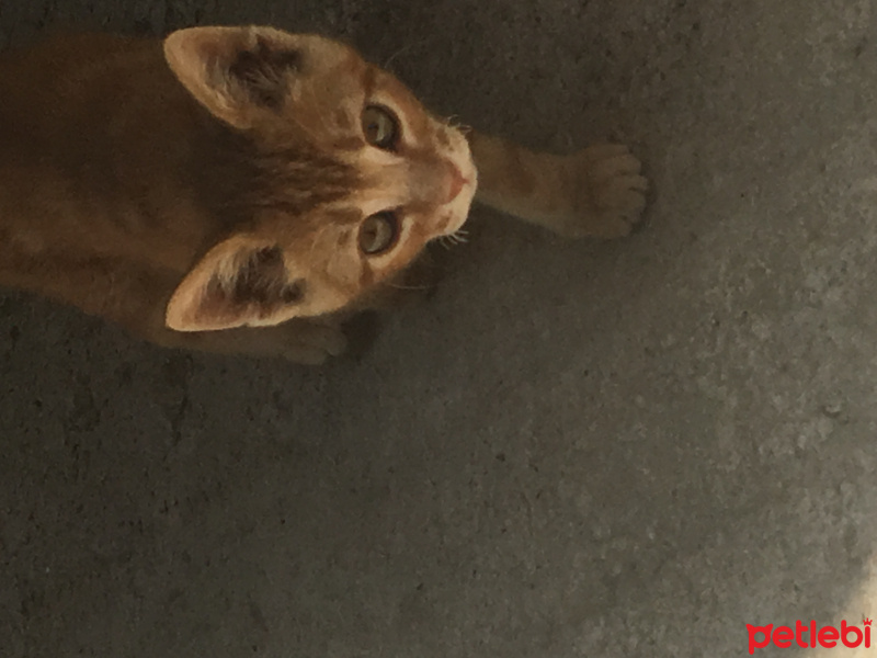 Tekir Kedi, Kedi  Vicdan fotoğrafı