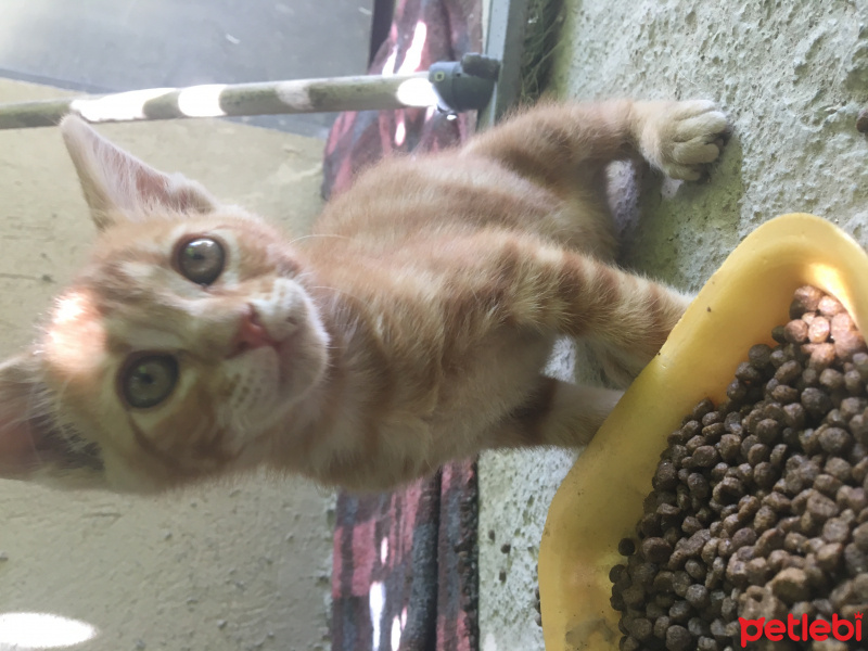 Tekir Kedi, Kedi  Vicdan fotoğrafı