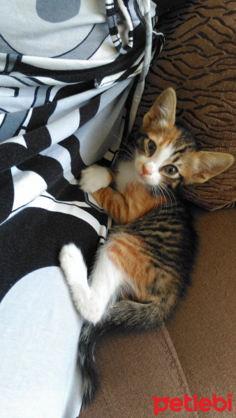 Tekir Kedi, Kedi  Saye fotoğrafı