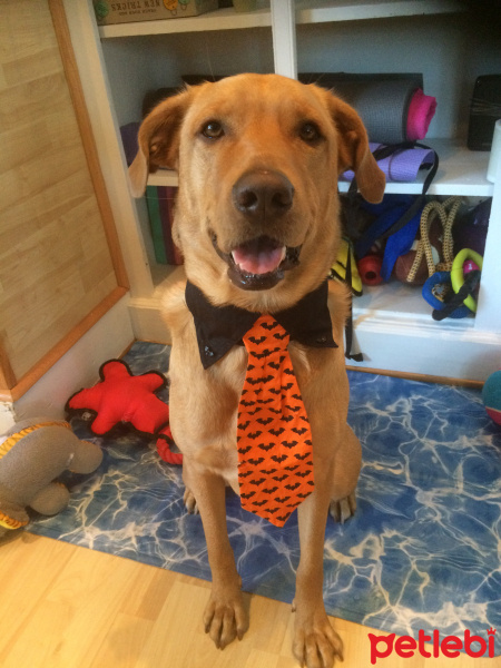 Labrador Retriever, Köpek  Buty fotoğrafı