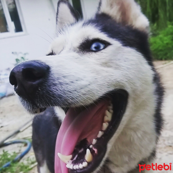 Sibirya Kurdu (Husky), Köpek  Ice fotoğrafı