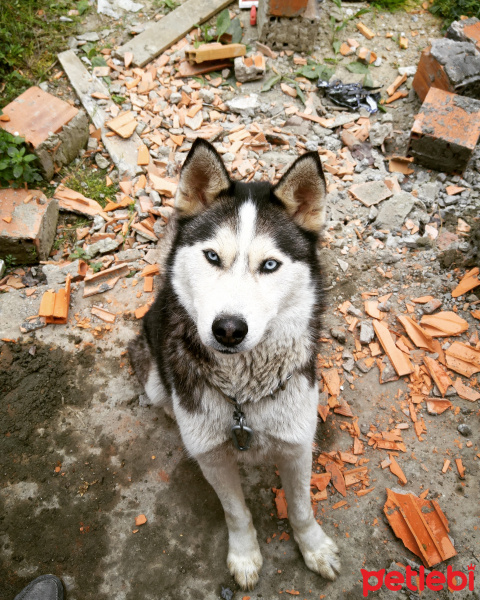 Sibirya Kurdu (Husky), Köpek  Ice fotoğrafı