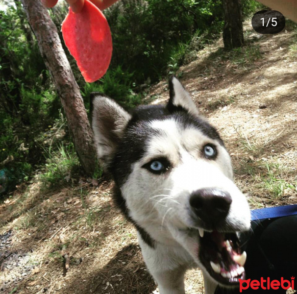 Sibirya Kurdu (Husky), Köpek  Ice fotoğrafı