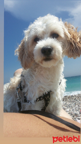 Maltese, Köpek  Puffy fotoğrafı