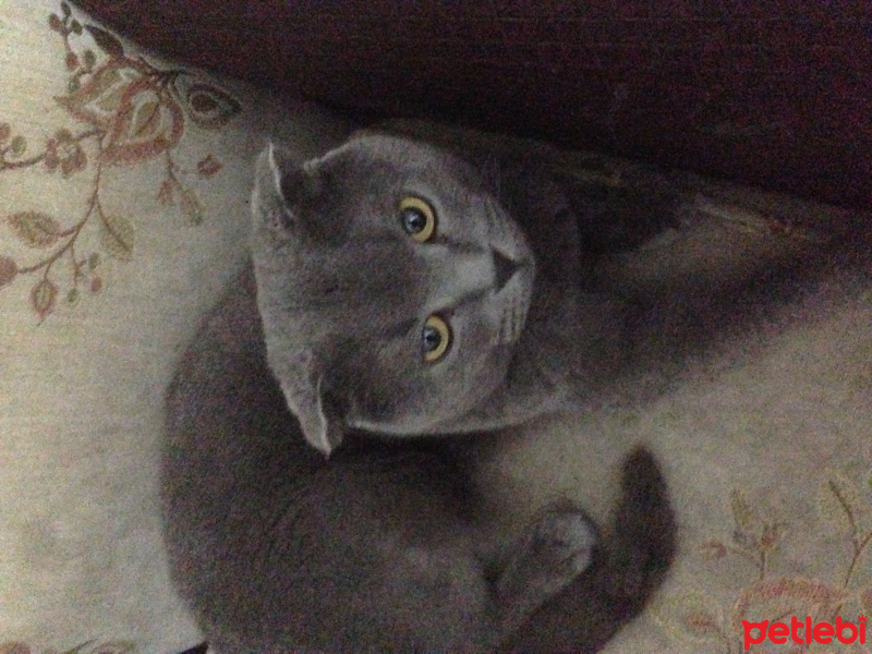 Scottish Fold, Kedi  Şakir fotoğrafı