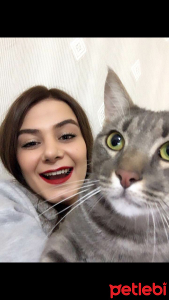 Tekir Kedi, Kedi  Muzo fotoğrafı