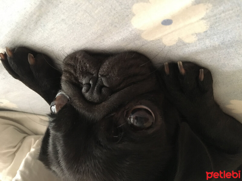 Pug, Köpek  Kömür fotoğrafı