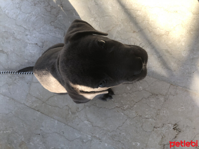 Cane Corso Italiano, Köpek  BULUT fotoğrafı